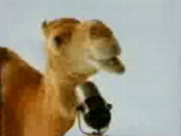 Joe Camel Video
